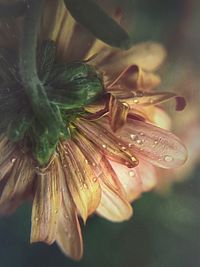 Close-up of raindrops on fresh flower