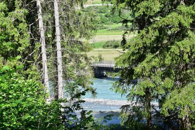 Scenic view of lake in forest