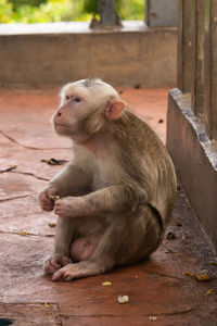 Monkey sitting on wood