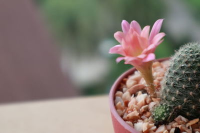 Close-up of pink succulent plant