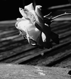 Close-up of rose against blurred background