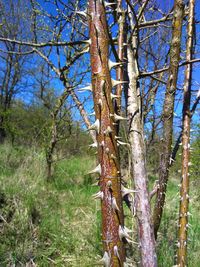 Close-up of bare trees in forest