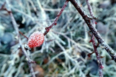 Close-up of frozen plant