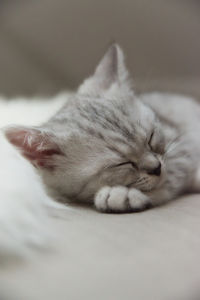 Close-up of cat sleeping on bed