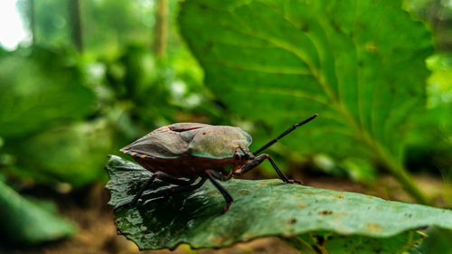 Close-up of insect on leaf