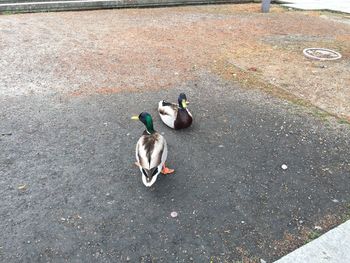 High angle view of mallard ducks on footpath