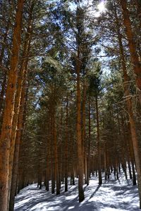 Road passing through forest