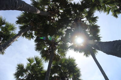 Low angle view of palm trees against sky