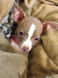 Close-up of dog resting