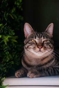 Close-up portrait of a cat
