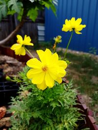 Close-up of yellow flowers blooming in yard