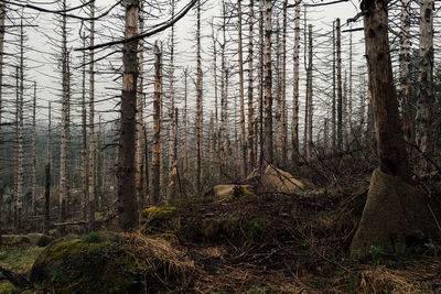 View of trees in forest