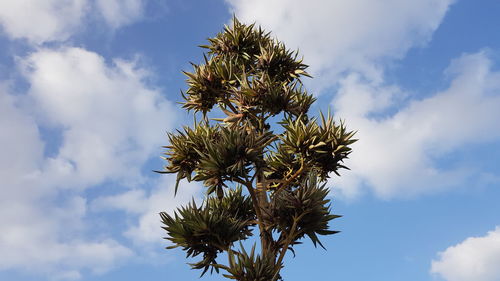 Low angle view of flowering plant against sky