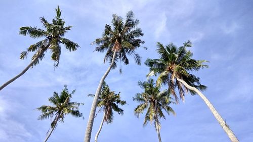 Low angle view of palm trees against sky