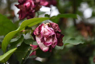 Close-up of pink rose flower