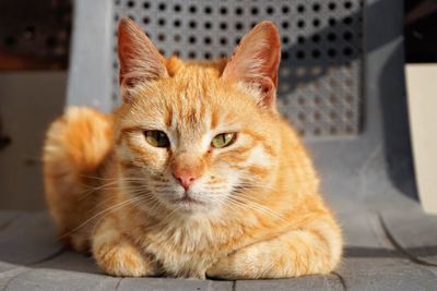 Close-up portrait of cat