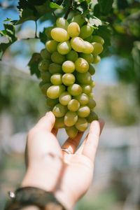 Close-up of hand holding grapes