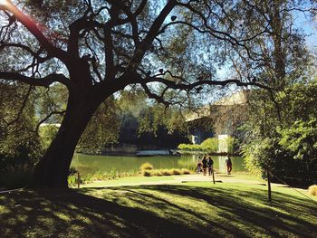 Trees in park