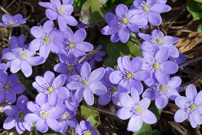 Close-up of purple flowering plants