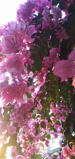 Low angle view of pink flowering plant