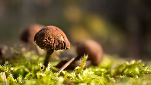 Close-up of mushroom growing on field