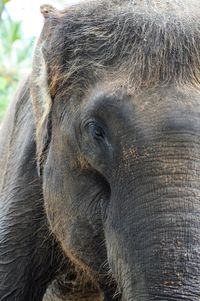 Close-up of horse