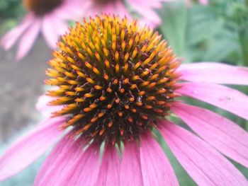 Close-up of pink flower