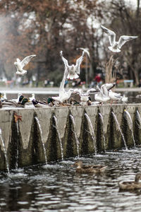 Bird flying over water