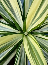 Full frame shot of palm leaf