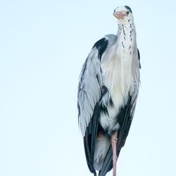 Low angle view of bird perching against clear sky