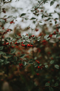 Close-up of red berries growing on tree