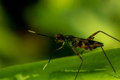 Close-up of insect