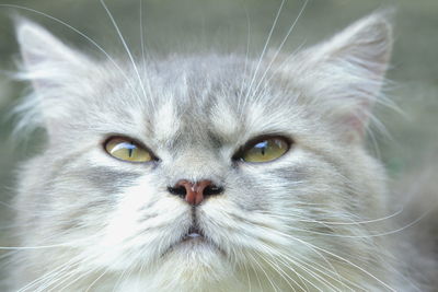 Close-up portrait of a cat