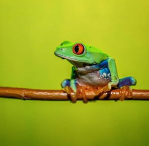 Close-up of frog on green leaf