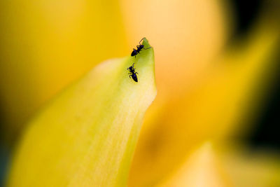 Close-up of ants on flower