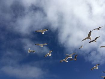 Low angle view of birds flying in sky