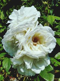 Close-up of white flower