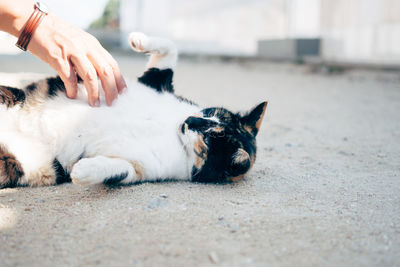 Cropped image of hand touching cat