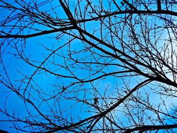 Low angle view of bare trees against blue sky