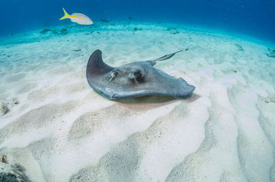 Fish swimming in sea