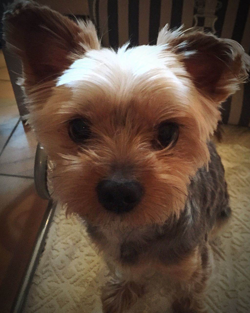 domestic animals, dog, pets, animal themes, one animal, mammal, indoors, animal head, portrait, close-up, looking at camera, animal hair, home interior, snout, flooring, animal body part, no people, loyalty, relaxation