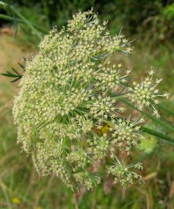 Close-up of flowers