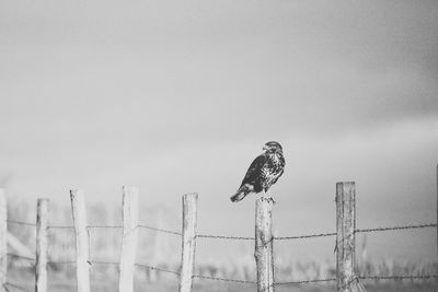 Close-up of eagle perching on wall against sky