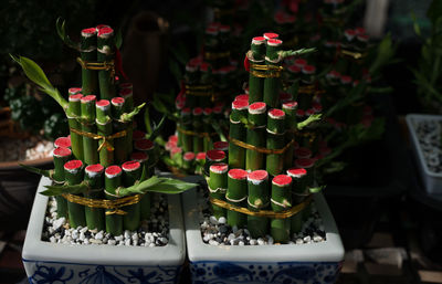 High angle view of potted lucky bamboos at nursery