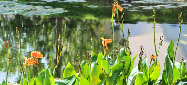 Close-up of plants by lake