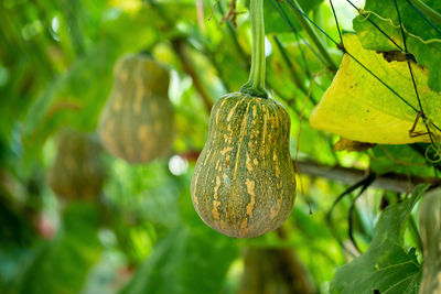 Close-up of fruits growing on plant