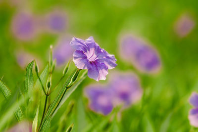 Close-up of purple flowering plant on field