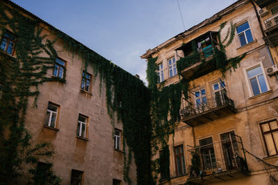 Green ivy covered the house. high quality photo