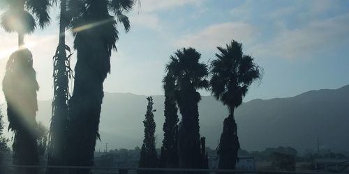 Silhouette palm trees against sky