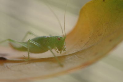 Close-up of insect on leaf